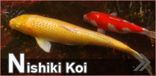 Nishiki koi