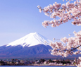 fuji