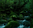 yakushima