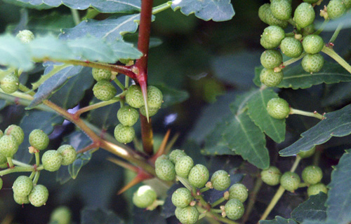 Spice Prickly ash