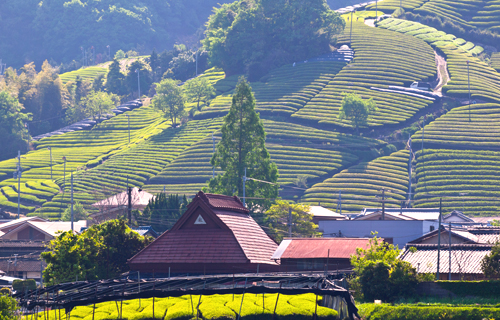 green tea type in kyoto