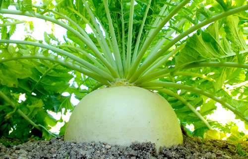 vegetable Field in Kyotogourmet