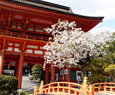 Kamigamo shrine in kyoto japan