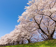 Sakura Festival