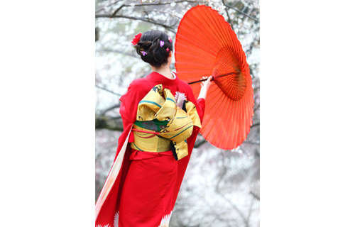 Maiko Geisha umbrella ,Kyoto