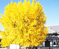 Nishihonganji temple in kyoto