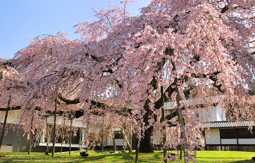 kyoto Daigo temple highlight sightseeing