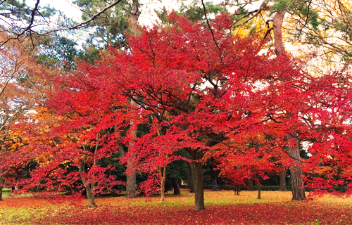 Kyoto Gosho Imperial Palace highlight