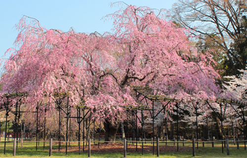 kyoto Kamigamo shrine big cherryblossom