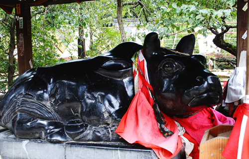 kyoto sightseeing Kitano Tenmangu Cattle