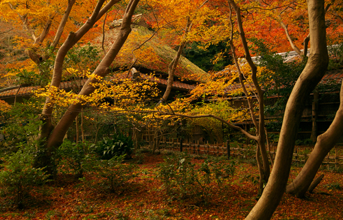 Saiho Koke temple history in kyoto sightseeing