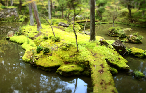 kyoto Saiho Koke temple highlight