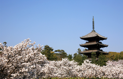 kyoto Ninna temple Cherry blossoms sightseeing