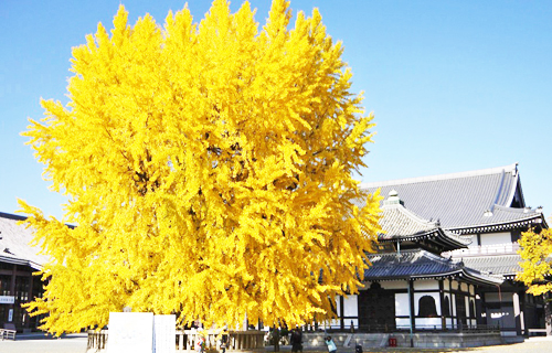 Nishihonganji temple history in kyoto sightseeing
