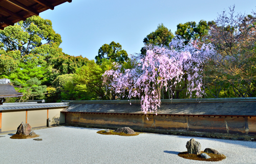 Ryoan temple big ginkgo in kyoto