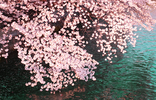 Sakura Festival