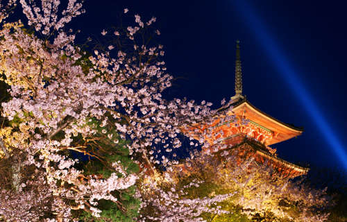 Sakura Festival