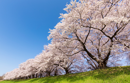 Sakura Festival