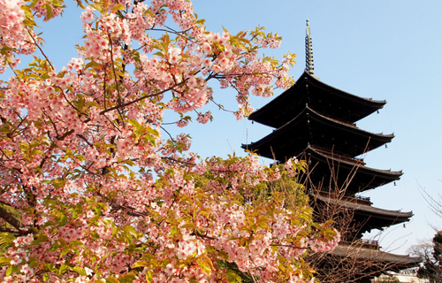 kyotoTo temple cherry blossom highlight