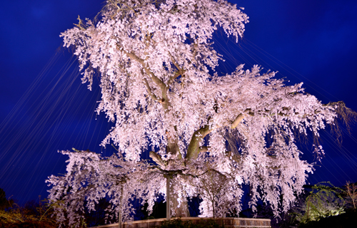 kyoto Yasaka shrin Seven enigma and mystery